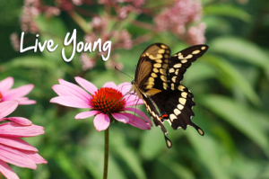 Live-Young