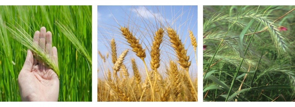 Gluten & My Story