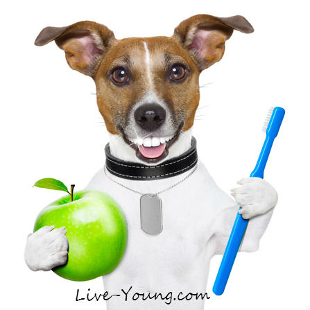 brush-teeth-dog-live-young